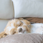 מלון לכלבים – שירותי בייביסיטר מפנקים לכלבים ממש כמו בית מלון אמיתי