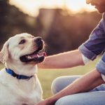 כמה עולה פנסיון – כל מה שצריך לדעת על מחירי פנסיונים לכלבים בישראל