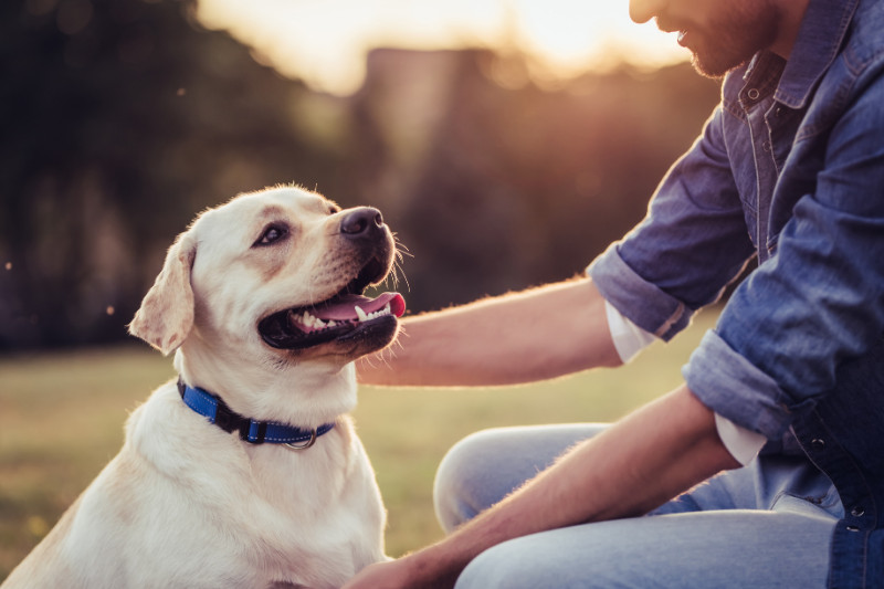 כמה עולה פנסיון - כל מה שצריך לדעת על מחירי פנסיונים לכלבים בישראל